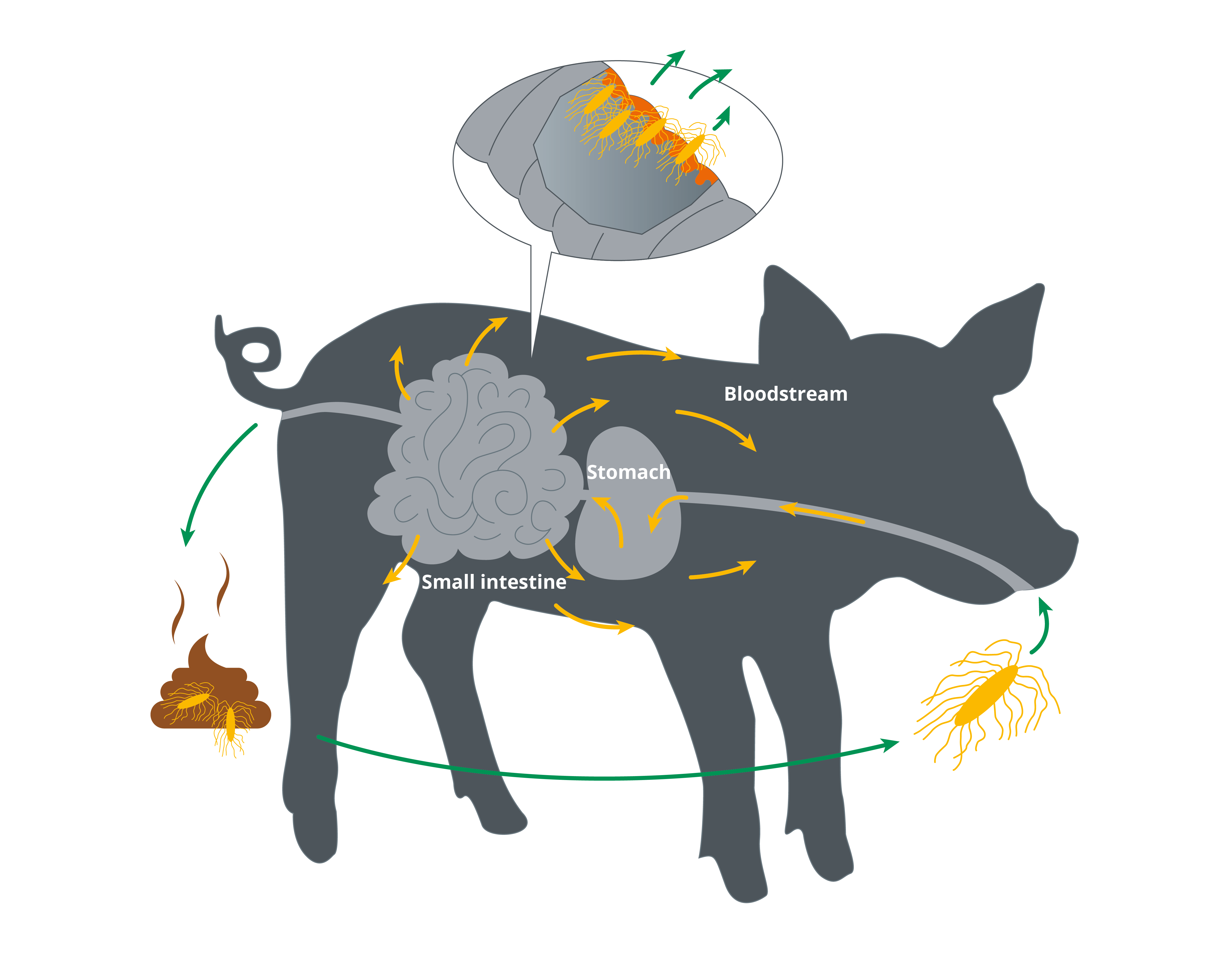 ms-gold-pre-weaning-diarrhea